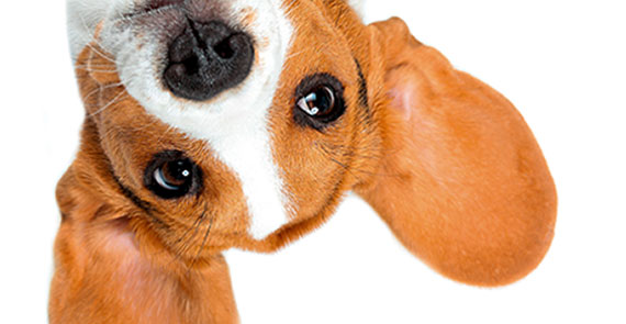 IDEAL HundehalterHaftpflicht: Hund auf dem Kopf